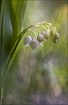 Convallaria Majalis