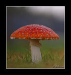 Amanita muscaria