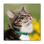 En doft av v&aring;r...