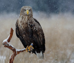 Havs&ouml;rnen 88:an