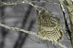 Blakiston´s Fish Owl