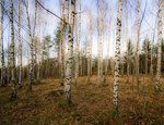 Höst i björkskogen.