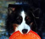 Dixie med frisbin