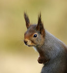 Blickar &ouml;ver axeln