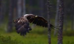 Havsörn mellan träden i vildmarken