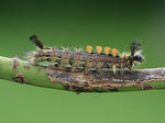 Allmän fjädertofsspinnare (Orgyia antiqua)