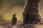 RED-BILLED OXPECKER