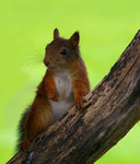 Min nyfikne v&auml;n.