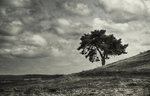 Lonely tree
