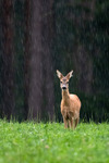 Rådjur i regn
