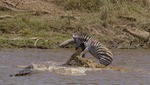 CROCODILE  ZEBRA