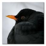 Koltrast portr&auml;tteras