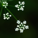 Anthriscus sylvestris