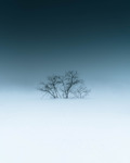 Den ensamma träd i dimman