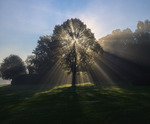 Morgondimma i motljus på Djurgården i september 2019