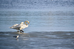 Walking on Water