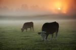 Kor med morgonsol