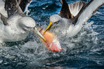 Albatross fighting.