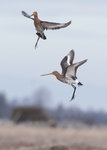 R&ouml;dspov (Limosa limosa)