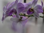 Vacker orchide