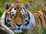 Amur tiger