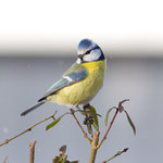 Blåmes (Parus Caeruelus)