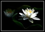 Water Lilies