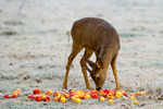 Apple Buck