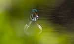 Wood duck Jacksonville Florida