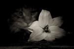 le chat et le fleur