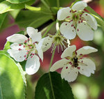 Päronblomma med gäst ...