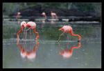 Röda flamingos
