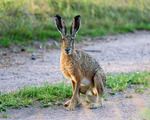 Hare
