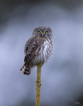 Sparvuggla / Eurasian Pygmy Owl