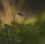 D&auml;r spindeln bor.