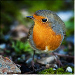 Lille Robin