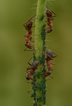 Myror på strå