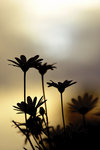 Evening flowers