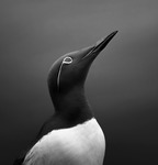 Porträtt av sillgrissla ( ringvia)