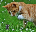 &Auml;nnu ett fotominne .