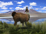 Lama på högplatån i Bolivia