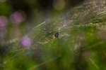 In the web