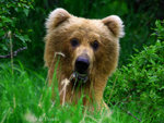 Brunbjörn i Alaska