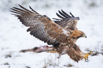 Kungs&ouml;rn (Aquila chrysaetos) .  213-02