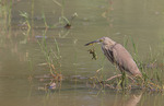 INDIEN POND HERON