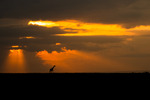 Giraff i solnedgång