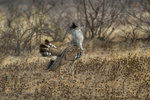 Kori Bustard