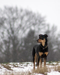 Stilla faller snön