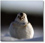 Sn&ouml;sparv med ett fr&ouml;