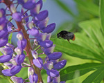 Stenhumlan tar sikte på nästa blomma